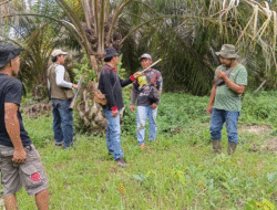 Beruang Muncul di Kebun Sawit Dharmasraya, Tim BKSDA Sumbar Monitor ke Lapangan