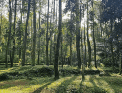 Eksplorasi Potensi Wisata Hutan Pinus Jorong Bamban: Inisiatif Mahasiswa KKN Unand di Nagari Ampek Koto