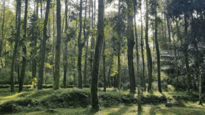 Hutan pinus
