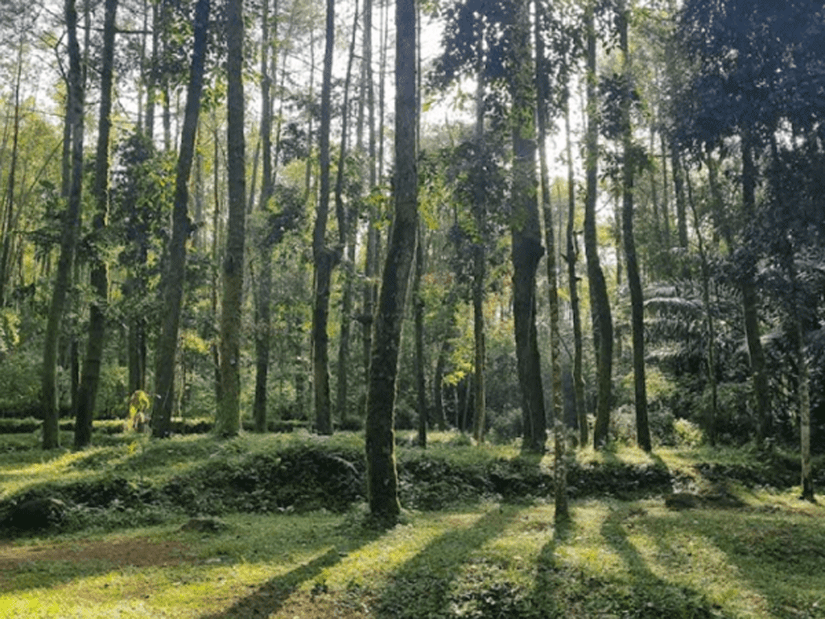 Hutan pinus