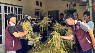 Inisiasi Program Silase Jerami untuk Tingkatkan Ketahanan Pakan Ternak di Nagari Padang Gantiang