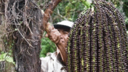 Pohon aren
