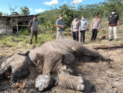 Anak Gajah Mati di Taman Nasional Tesso Nilo, Ditreskrimsus Polda Riau Tetapkan Pemilik Lahan Jadi Tersangka