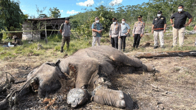 Anak Gajah Mati di Taman Nasional Tesso Nilo,