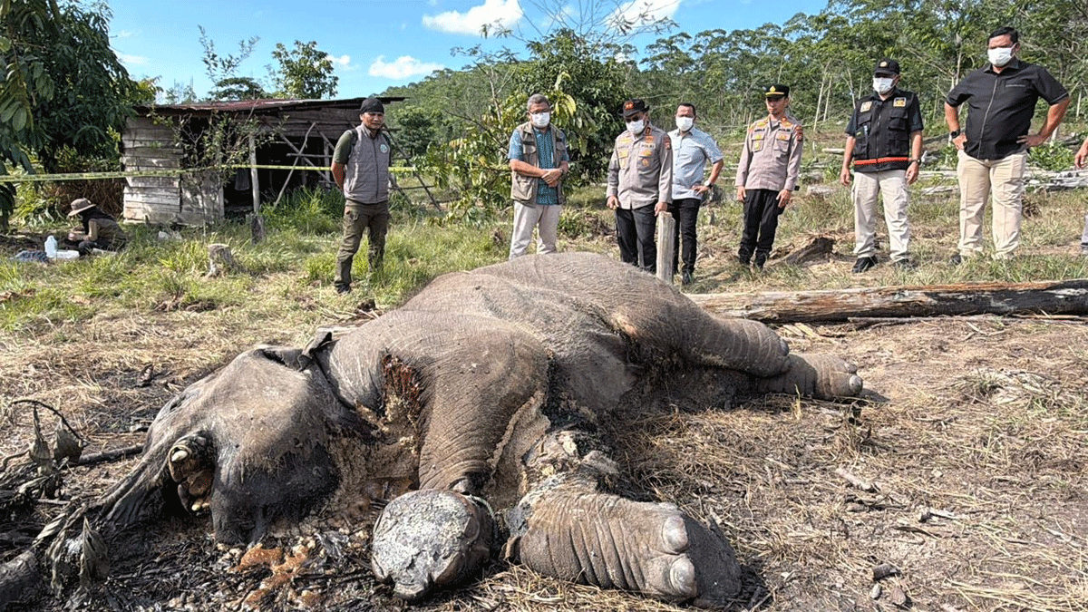 Anak Gajah Mati di Taman Nasional Tesso Nilo,