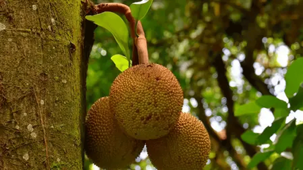 Buah nangka yang bisa diolah jadi berbagai produk makanan.