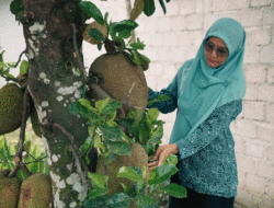 Nangka Bukan Cuma Buat Lontong Sayur, Kini Dijadikan Rendang dan Abon, Ternyata Cuan Ada di Depan Rumah