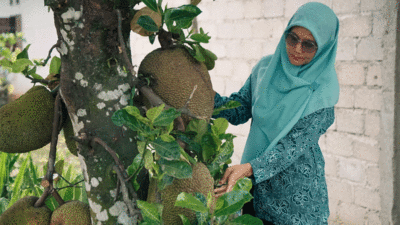 Nangka Bukan Cuma Buat Lontong Sayur, Kini Dijadikan Rendang dan Abon, Ternyata Cuan Ada di Depan Rumah