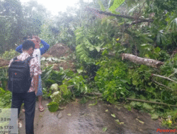Longsor di Nias, Jalan Desa Ladea Tertimbun Tanah, Mobilitas Masyarakat Terganggu
