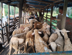 Harga Naik Tapi Pembeli Sepi, Pedagang Kambing di Sergai Mengeluh