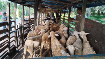 Harga Naik Tapi Pembeli Sepi, Pedagang Kambing di Sergai Mengeluh