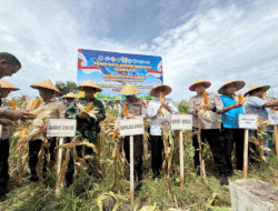 Polres Sergai Bergerak! Panen Raya Jagung Jadi Bukti Nyata Dukungan untuk Petani