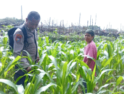 Dukung Swasembada Pangan, Polsek Kuantan Hilir Dampingi Petani Jagung