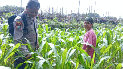Jajaran Polsek Kuantan Hilir melakukan pengecekan tanaman jagung pipil milik kelompok tani di Desa Pelukahan, Kecamatan Kuantan Hilir Seberang, Kabupaten Kuantan Singingi (Kuansing), Jumat (8/5/2026).