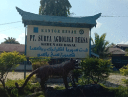 Heboh! Program Plasma PT SAR Ubah Nasib Ratusan Keluarga di Kuansing