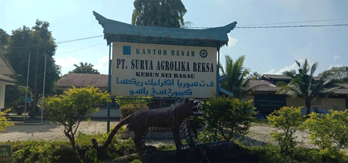 Heboh! Program Plasma PT SAR Ubah Nasib Ratusan Keluarga di Kuansing 1 Program KKPA PT SAR Dongkrak Ekonomi Warga Kuansing, Ratusan Petani Rasakan Manfaat