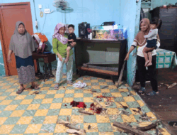 Breaking News! Babi Hutan Mengamuk di Permukiman Warga Tanjung Beringin, Seruduk Penghuni Rumah hingga Terluka