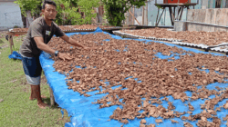 Pria di Serdang Bedagai Temukan Ramuan Tradisional untuk Penyakit Gula