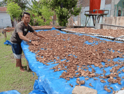 Pria di Serdang Bedagai Temukan Ramuan Tradisional untuk Penyakit Gula