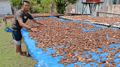 Pian saat menjemur bonggol batang pisang monyet