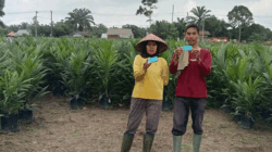 Pembibitan sawit di Kuansing