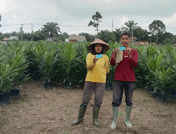Bibit Sawit Palsu Marak, Dinas Perkebunan Kuansing Rekomendasikan CV Karya Utama Sejati