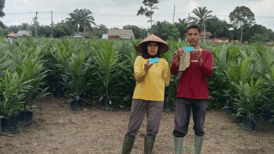 Pembibitan sawit di Kuansing