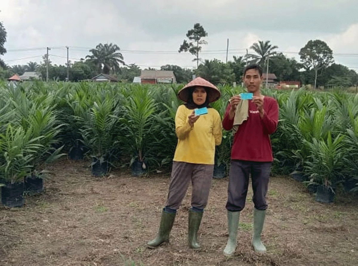 Bibit Sawit Palsu Marak, Dinas Perkebunan Kuansing Rekomendasikan CV Karya Utama Sejati 1 Pembibitan sawit di Kuansing