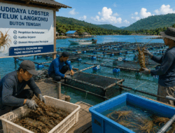 Teluk Langkomu Disiapkan Jadi Kawasan Transmarin, Budidaya Lobster Buton Tengah Siap Mendunia