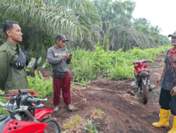 Ngeri, Harimau Sumatera Tiba-tiba Lompat ke Motor Pekerja Sawit di Riau