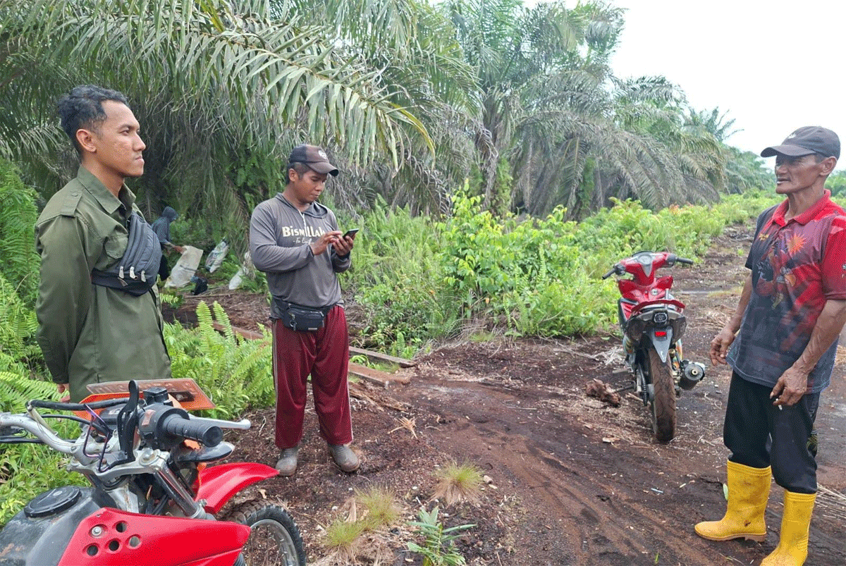 Ngeri, Harimau Sumatera Tiba-tiba Lompat ke Motor Pekerja Sawit di Riau 1 Lokasi kejadian. (riau.go.id)