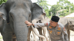 Dukung Inpres Prabowo, Green Policing Polda Riau Siap Jadi Garda Terdepan Penyelamatan Gajah