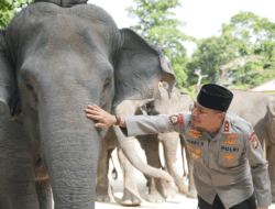 Dukung Inpres Prabowo, Green Policing Polda Riau Siap Jadi Garda Terdepan Penyelamatan Gajah
