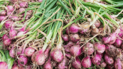 Harga Bawang Saja Cuma Rp30 Ribu Sekilo, Tak Mungkin Upah Pengupas Bisa Rp700 Ribu