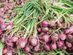 Harga Bawang Saja Cuma Rp30 Ribu Sekilo, Tak Mungkin Upah Pengupas Bisa Rp700 Ribu