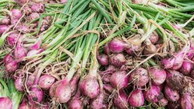 Bawang merah yang belum dikupas. (Foto Jogja Benih)