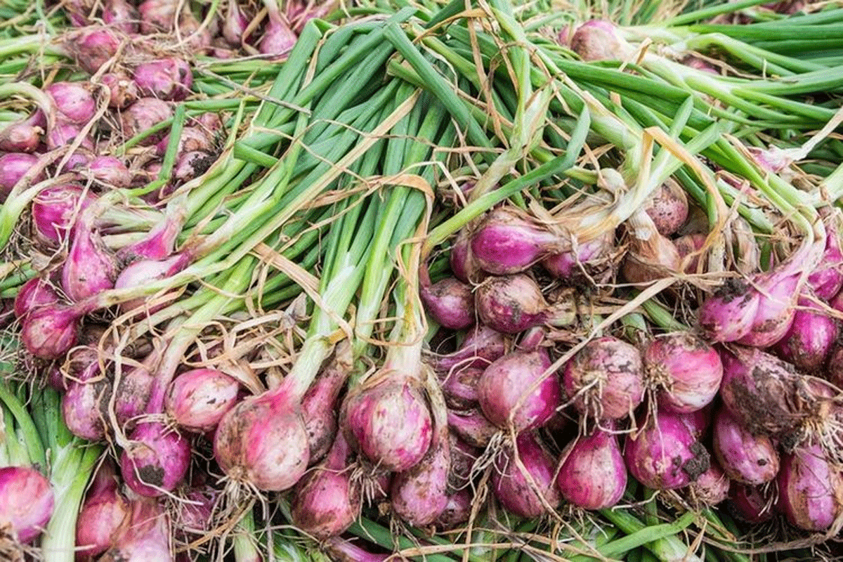 Harga Bawang Saja Cuma Rp30 Ribu Sekilo, Tak Mungkin Upah Pengupas Bisa Rp700 Ribu 1 Bawang merah yang belum dikupas. (Foto Jogja Benih)