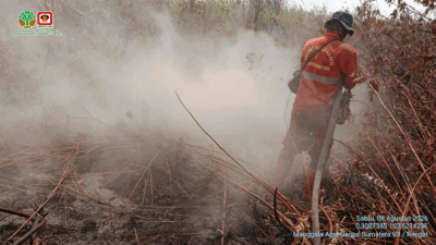 Kebakaran hutan dan lahan (karhutla) di Sungai Guntung Hilir, Inhu, Riau, masih dalam penanganan tim Manggala Agni Daops Rengat. Hingga Minggu (9/8/2026), api belum berhasil dipadamkan dan kepala api telah merangsek ke arah hutan primer.