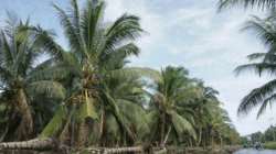 Harga Kelapa Anjlok di Inhil, Organisasi Petani Siapkan Langkah ke Pemerintah Pusat