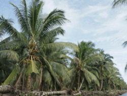 Harga Kelapa Anjlok di Inhil, Organisasi Petani Siapkan Langkah ke Pemerintah Pusat