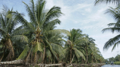 Harga Kelapa Anjlok di Inhil, Organisasi Petani Siapkan Langkah ke Pemerintah Pusat