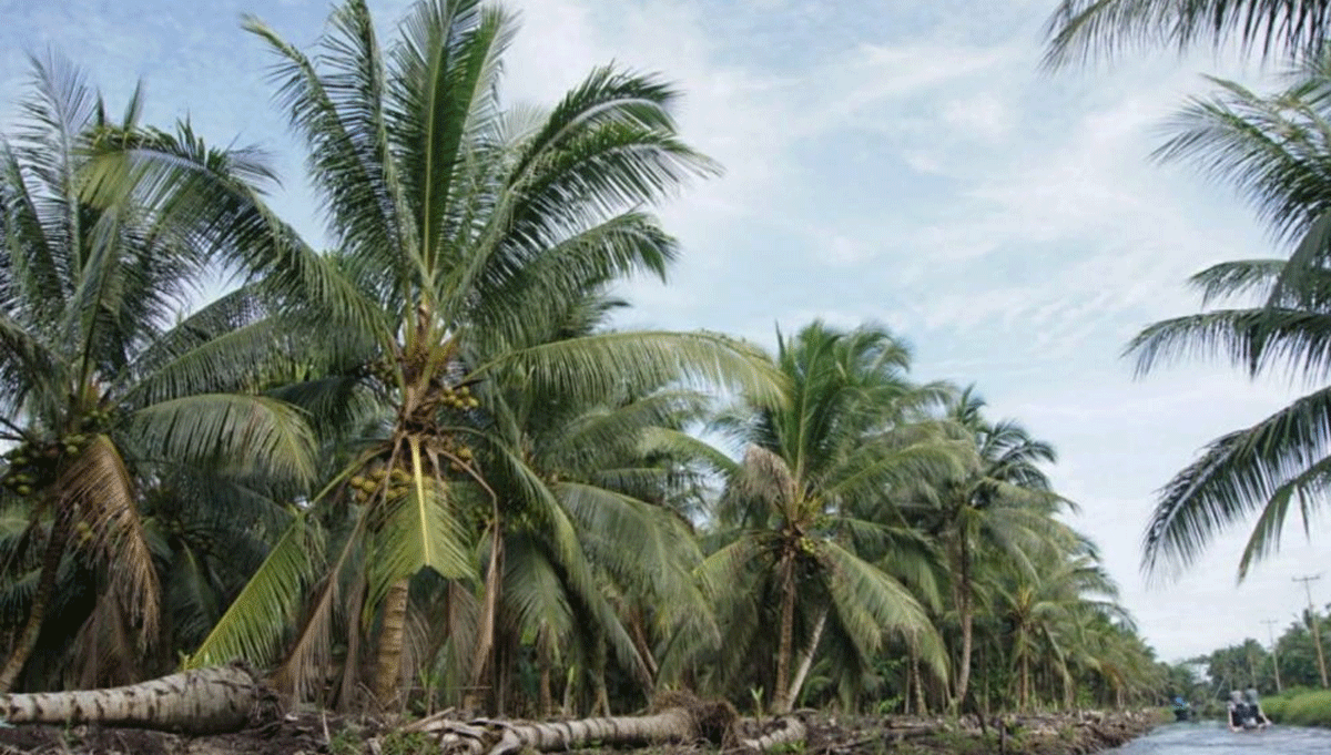 Kebun kelapa di Riau