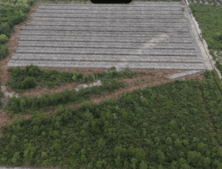 Polisi Tetapkan Penghulu Jadi Tersangka Dugaan Perusakan Hutan Mangrove di Rokan Hilir