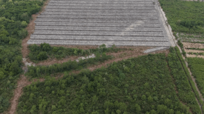 Kawasan hutan yang diduga dirusak pelaku.