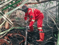 Petugas Gabungan Berjibaku Padamkan Kebakaran Lahan di Indragiri Hulu, Sumber Air Jadi Kendala