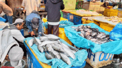 Sebelum Beli Ikan, Cek Dulu Harga Hari Ini, Ayo Makan Ikan dan Berdayakan Nelayan
