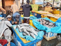 Sebelum Beli Ikan, Cek Dulu Harga Hari Ini, Ayo Makan Ikan dan Berdayakan Nelayan