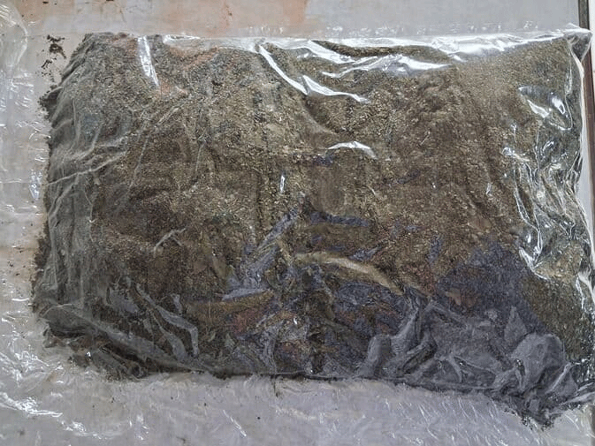 Daun Kentut: Si Daun Liar yang Intai Sel Kanker Payudara 1 Daun Kentut