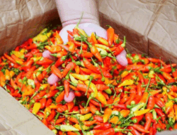Harga Cabai di Padang Bikin Emak-emak Geleng Kepala, Rawit Merah Tembus Rp81 Ribu