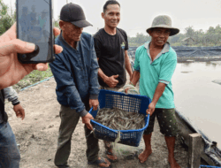 Panen Perdana Udang Vaname, BUMDes Nagur Cuan Rp20 Juta per Kolam